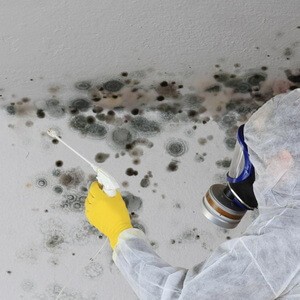 treating mold on wall and ceiling